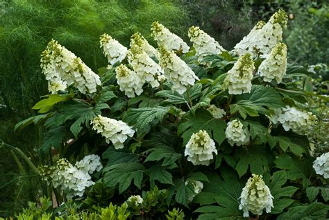 Pruning Hydrangeas: How and When to Prune Each Type | The Old Farmer's ...