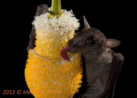 Cave Nectar Bat feeding on a Petai inflorescence in Thailand : r/batty