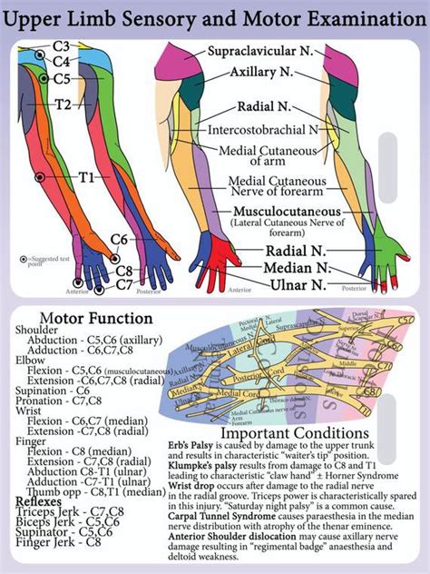 Dermatomes And Myotomes Of Upper Limb | Images and Photos finder