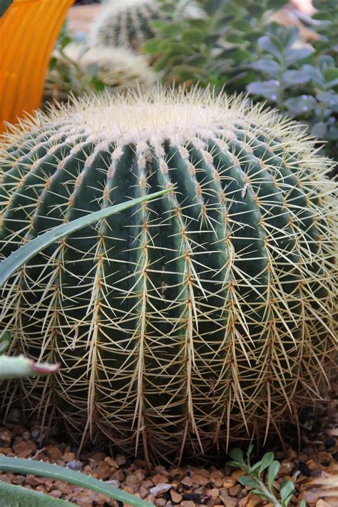 46 Barrel Cactus Gardening Tips - Green Packs