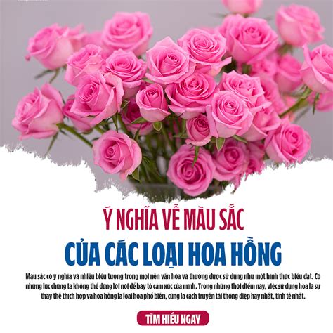 Ý Nghĩa Màu Sắc Các Loại Hoa Hồng | Shop Hoa Tươi Phan Thiết - Uy Tín