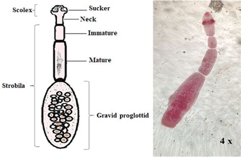 Echinococcus Granulosus Labeled