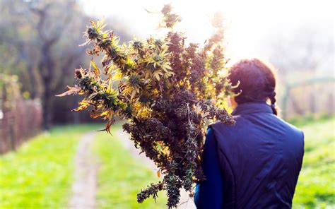 Get Beautiful Buds With These Outdoor Cannabis Harvesting Tips