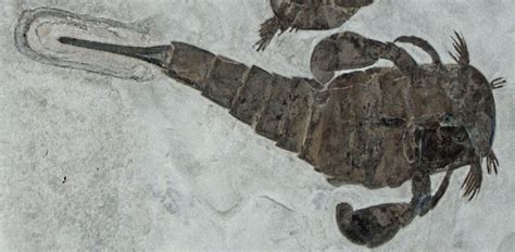 Written In Stone...seen through my lens: The Eurypterid “Eurypterus ...