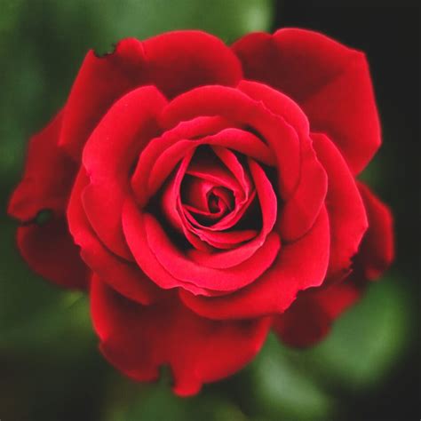 Rosales: 7 consejos para tener rosas cada año - GermiGarden