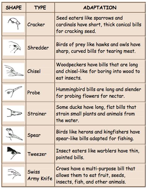 Bird Beaks Adaptations – How Do Birds Survive – Bird Baron