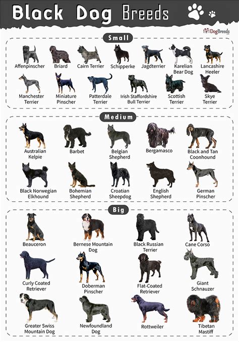 Medium Dog Breeds List With Pictures