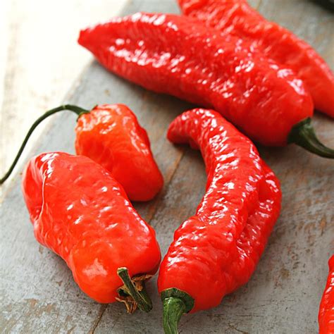 The Naga Viper Pepper: A Fiery Legend Unveiled | Spice and Life