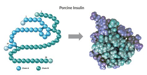 Dorothy Hodgkin’s Discovery of Insulin's 3D Structure