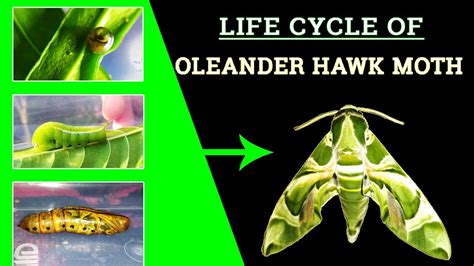 LIFE CYCLE OF OLEANDER HAWK MOTH 🦋 | Green Army Moth | Dephnis Nerii ...