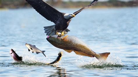 How King Eagle Catching A Giant Fish ? Wild Animal Hunting - YouTube