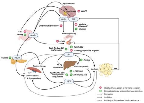 Anterior Pituitary Growth Hormone