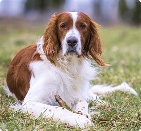 Irish Red and White Setter Puppies for Sale in Alberta | MawooPets.com