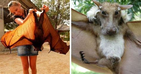 30 Species Of Bats That Look Too Bizarre To Be Considered Bats | Bored ...