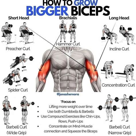 The Biceps Exercises You Need To Get Bigger Biceps | Exercice ...