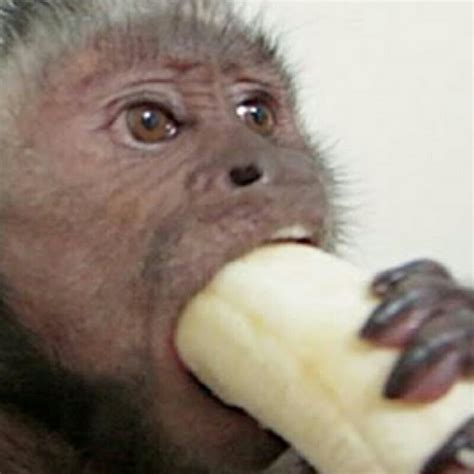 Monkey Eating Banana - YouTube