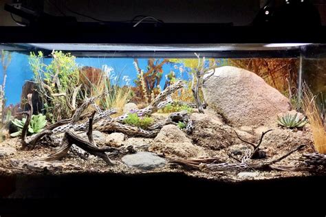 Leopard Gecko in a 40 Gallon Tank - All Gecko