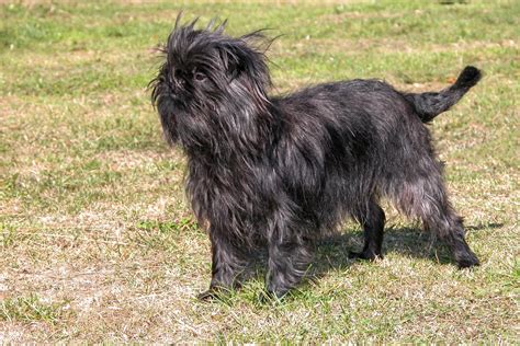 The Affenpinscher: A Quick Comprehensive Guide – A Pup Above