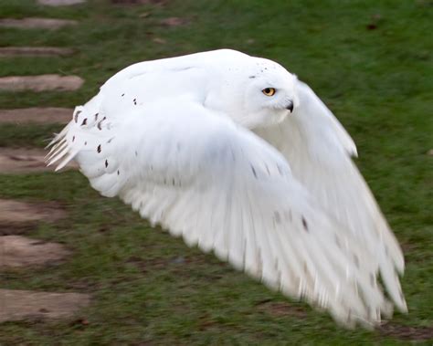 Snowy Owl Facts and Adaptations - Bubo scandiacus / scandiaca