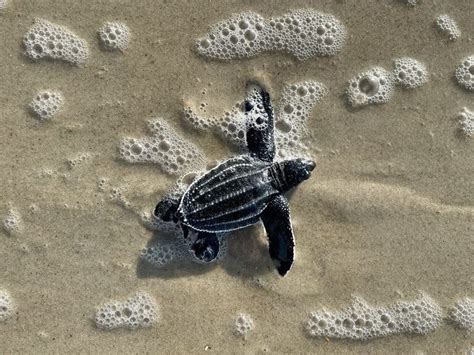 Leatherback sea turtle hatchlings emerge from Ocracoke Island for the ...