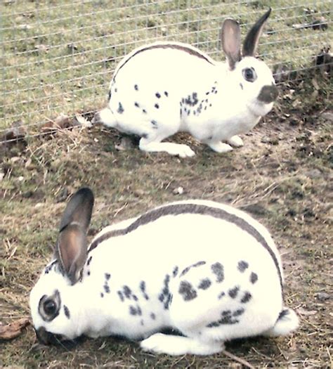 English Spot Rabbit: Origin, Characteristics, Uses