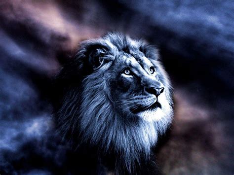 Majestic Lion Wallpapers - Top Free Majestic Lion Backgrounds ...