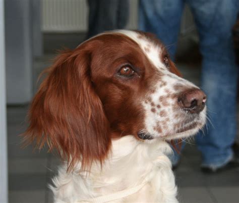 Irish Red And White Setter Breeders in the USA with Puppies for Sale ...