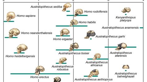 Homo sapiens | Meaning, Characteristics, & First Appearance | Britannica