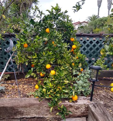 Cara Cara navel orange tree: a profile - Greg Alder's Yard Posts ...