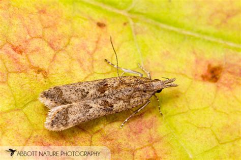 Palmerworm Moth (Dichomeris ligulella) · iNaturalist