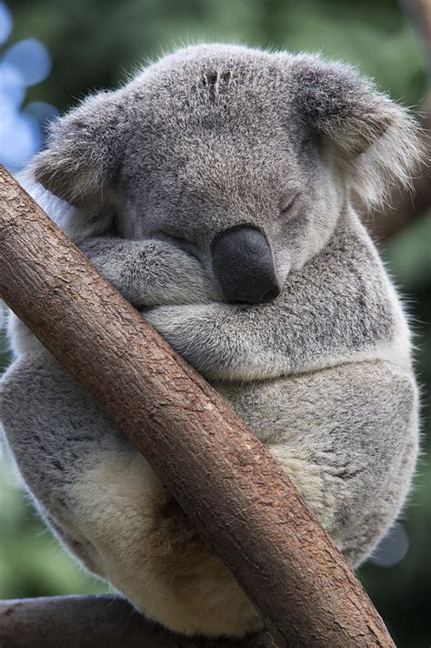 Koala Male Sleeping Australia Photograph by Suzi Eszterhas - Fine Art ...