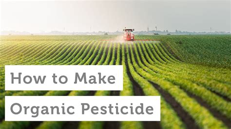 10 Homemade Organic Pesticides