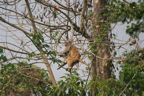 CRW_7402 | Assam Macaque and baby | kevin_puttock1981 | Flickr