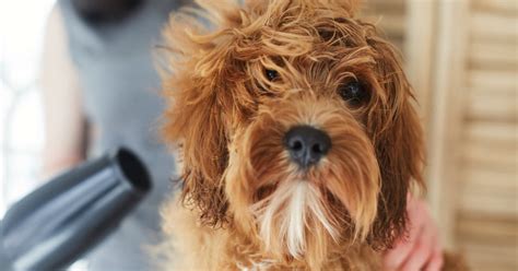 How to Fix Matted Dog Hair | POPSUGAR Pets