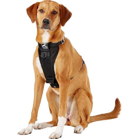 The Six Different Types of Dog Harnesses | The Family Handyman