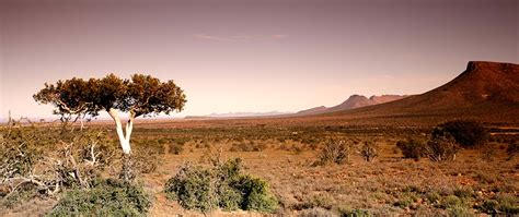 Nama Karoo conservation protects one of the most productive deserts in ...