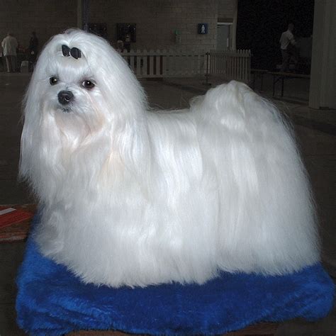 Maltese dog - Wikipedia