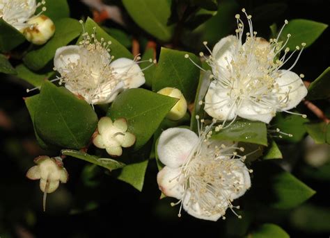 Myrtus communis (Myrtaceae) image 30997 at