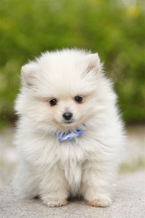 World's Smallest Fluffy Dog - Photos All Recommendation