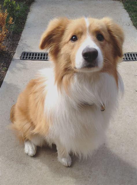 Border Collie red & white | Border Collies | Pinterest | Collie, Dog ...