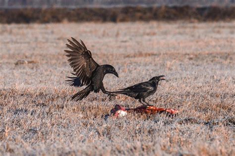 What Do Crows Eat? (Favorite Food, Diet & FAQs)