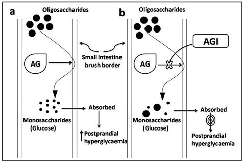 Mechanism of action of alpha-glucosidase inhibitors. | Download ...