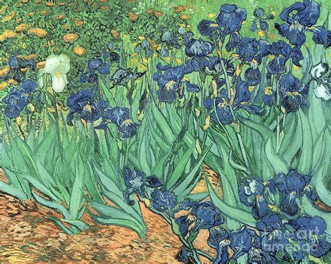 Irises Painting by Vincent Van Gogh