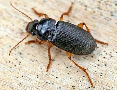 Beetle Identification: A Guide to 21 Common Species (With Photos ...