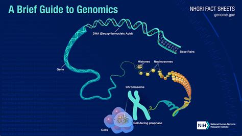 A Brief Guide to Genomics