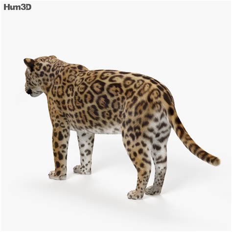 Animated Jaguar 3D model - Animals on Hum3D