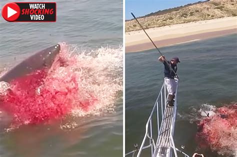 Great white shark turns sea blood red as savage attack stuns experts ...