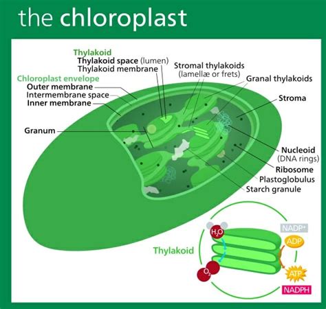 Chloroplast - Definition, Function and Structure | Biology Dictionary