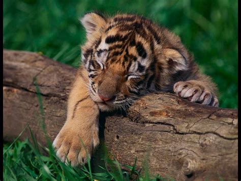 Sleeping tiger | Cucciolo di tigre, Animali, Cuccioli di animale