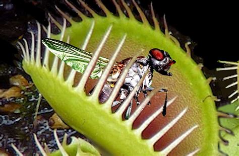 What Can I Feed My Venus Flytrap? | Carnivorous Plants Tips